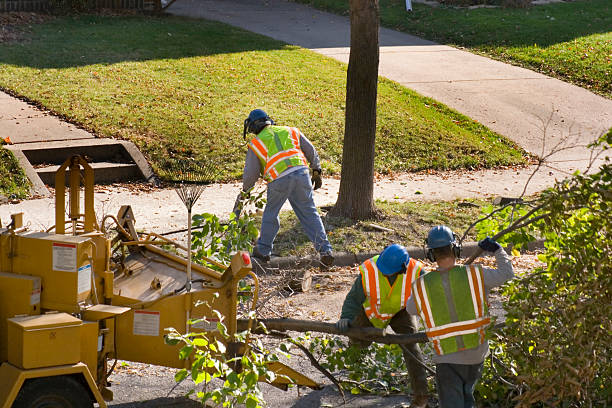 How Our Tree Care Process Works  in North Massapequa, NY